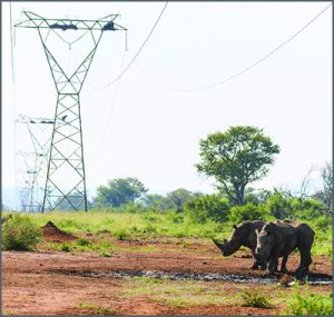 Power lines crossing a remote area with rhinos. 