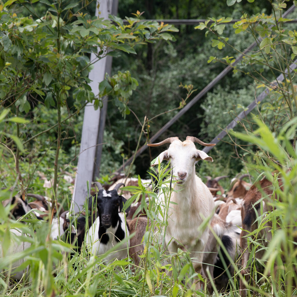 Solar Power, Wind Power, Tidal Energy, and now…Goat Power?